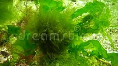 蝴蝶兰。 海上光合作用，水下景观.. 浒苔上的绿<strong>藻</strong>、红<strong>藻</strong>和褐<strong>藻</strong>，